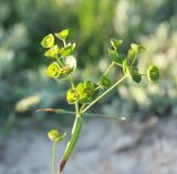 Euphorbia leptocaula. Общее соцветие. Краснодарский край, Черноморское побережье Кавказа, окр. г. Новороссийск, окр. м. Мысхако, шибляк. 6 мая 2017 г.