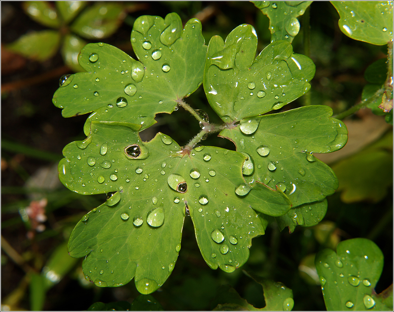 Image of Aquilegia vulgaris specimen.