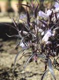 Strobilanthes anisophylla