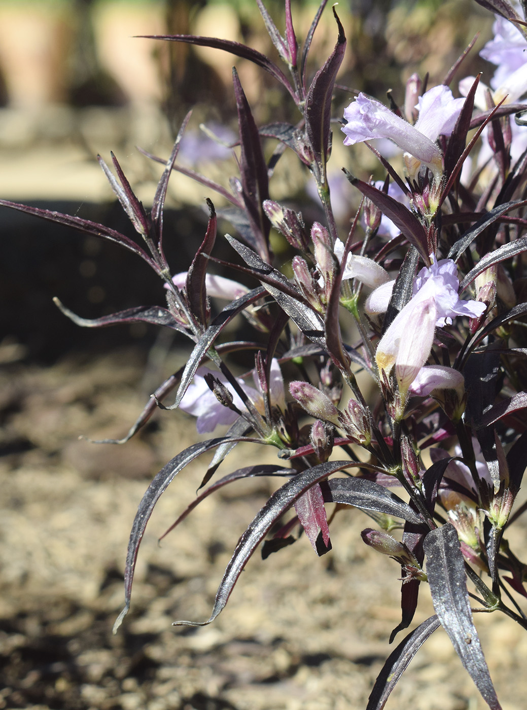 Image of Strobilanthes anisophylla specimen.