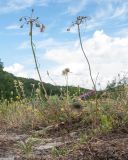 Allium paczoskianum