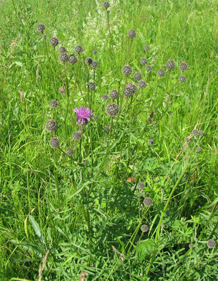 Изображение особи Centaurea scabiosa.