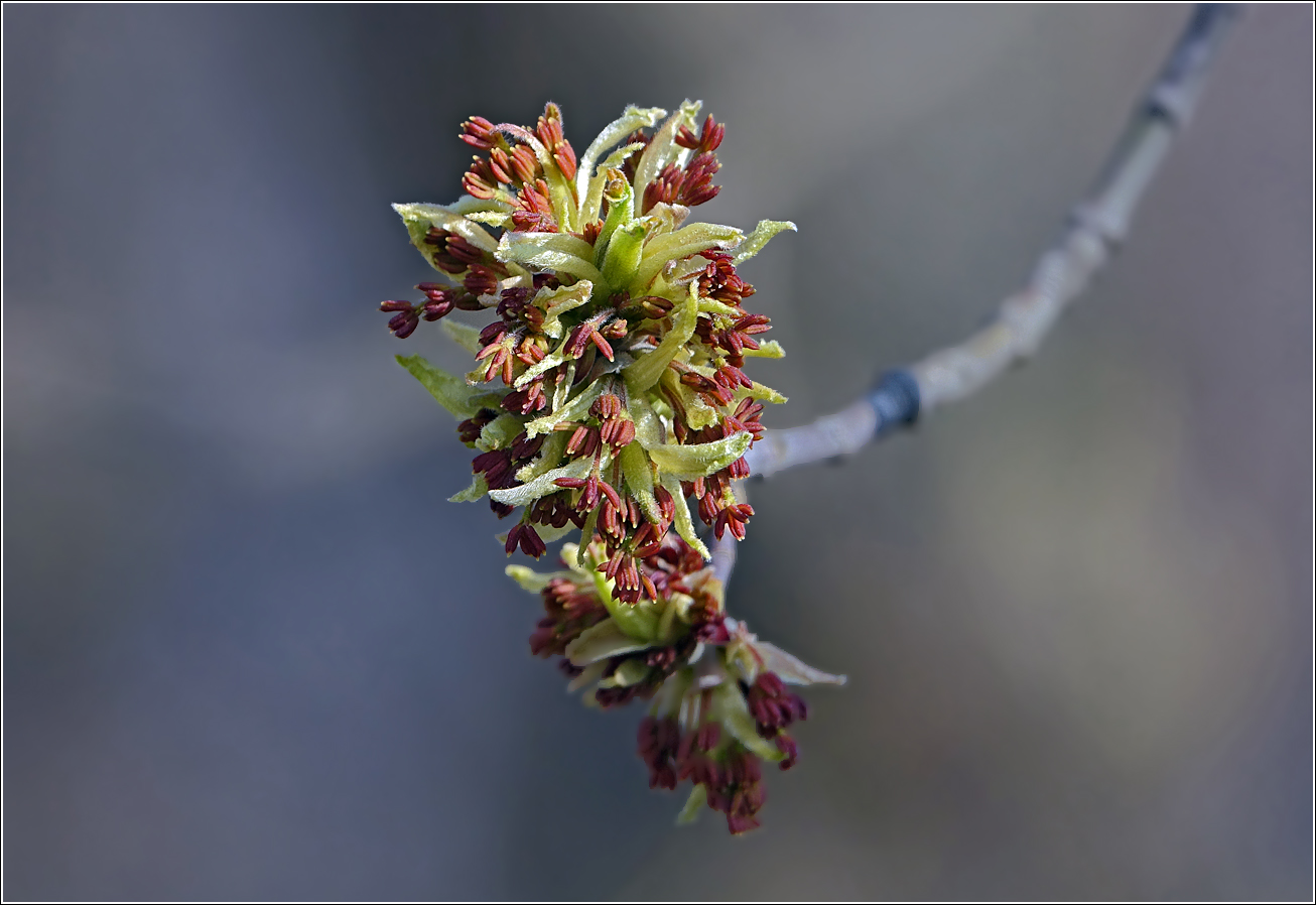 Image of Acer negundo specimen.