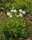 Parnassia palustris. Цветущие растения. Тува, Тоджинский р-н, долина р. Аржаан-Хем, ≈ 1600 м н.у.м., берег ручья. 06.07.2015.