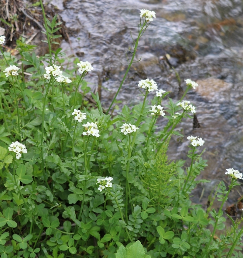 Image of Cardamine uliginosa specimen.