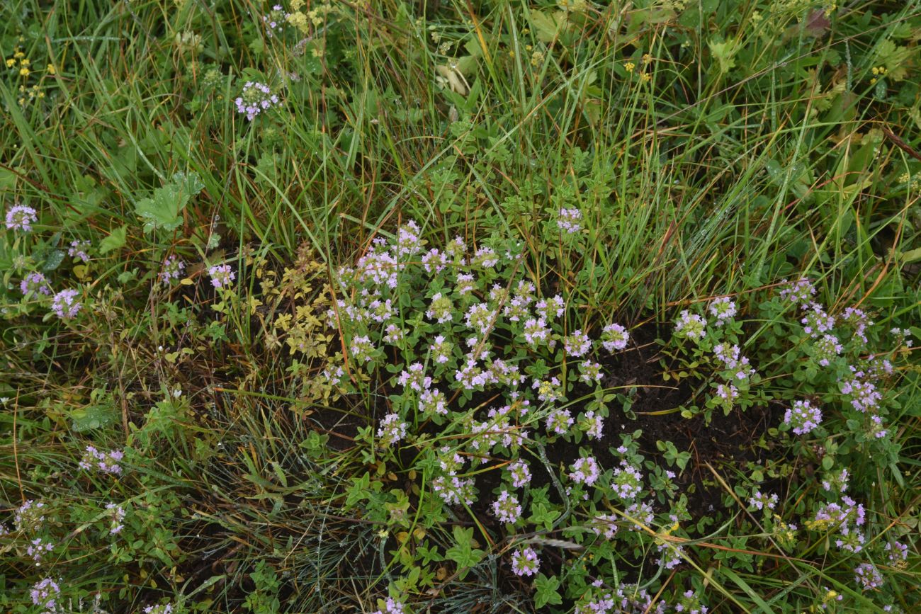 Изображение особи Thymus nummularius.