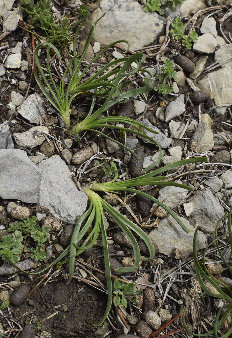 Изображение особи Allium lusitanicum.