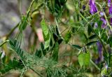 Vicia villosa