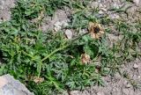 Trollius komarovii. Плодоносящее растение. Киргизия, Ошская обл., Памир, Заалайский хр., долина руч. Разведывательный, ур. Луковая Поляна, ≈ 3800 м н.у.м., каменистый склон. 06.07.2022.