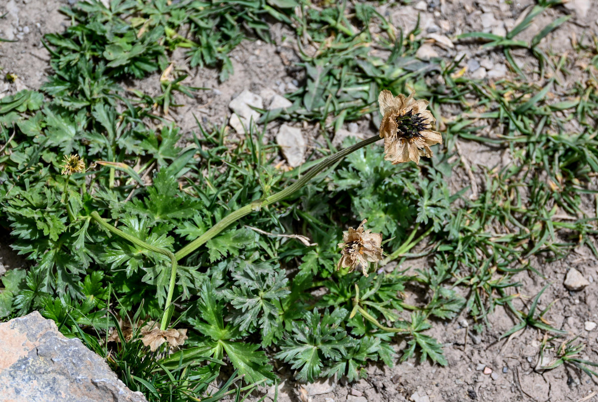 Image of Trollius komarovii specimen.