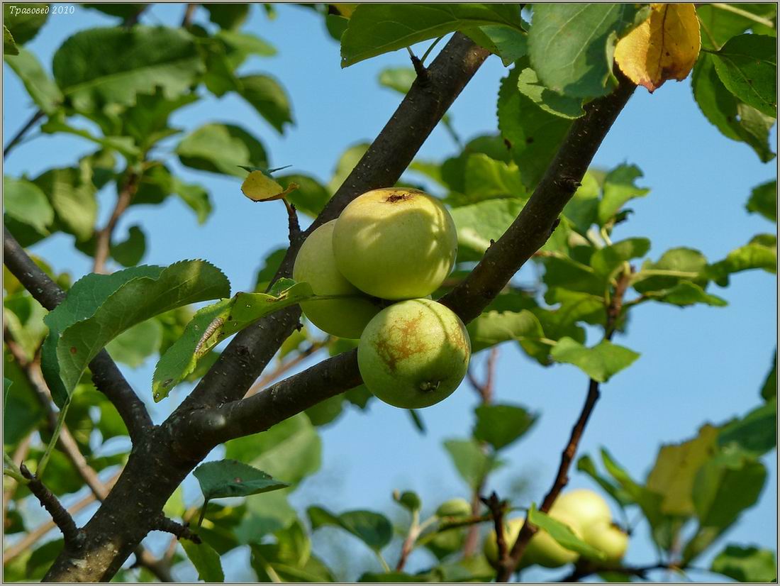 Изображение особи Malus sylvestris.