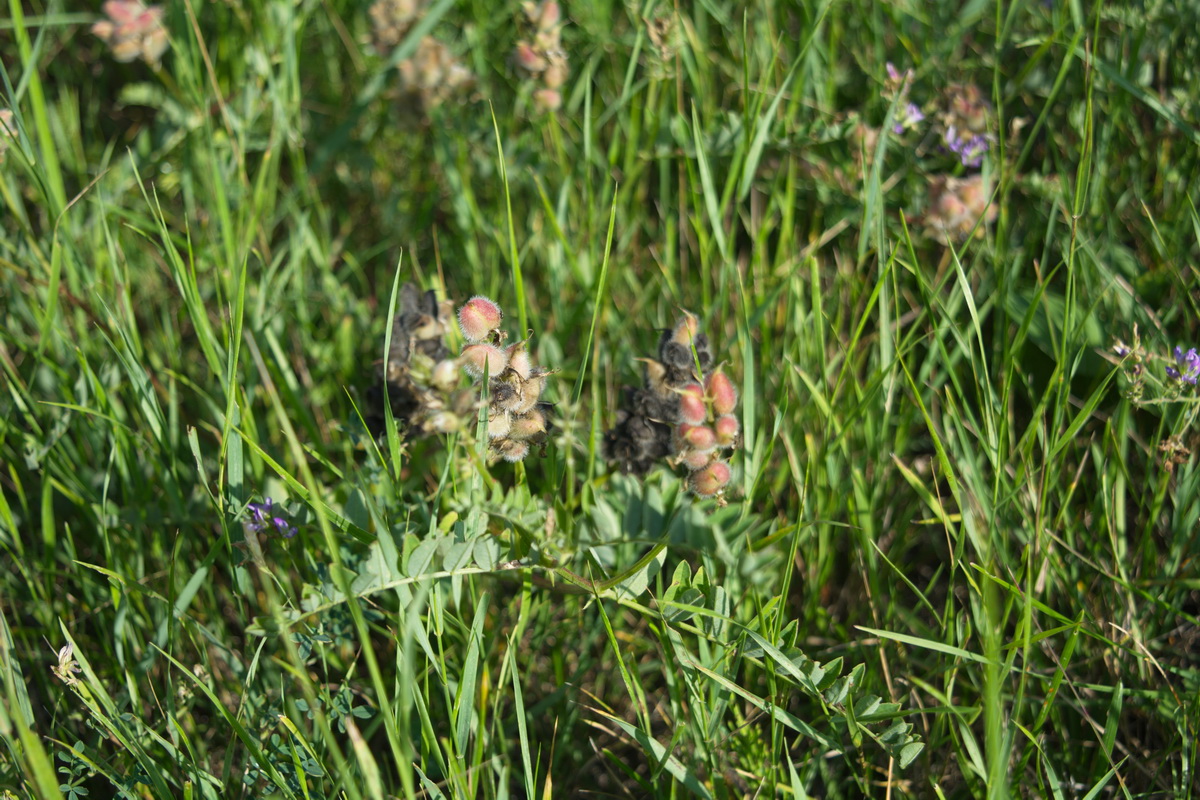 Image of Astragalus cicer specimen.