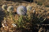 Echinops tschimganicus. Цветущее растение. Казахстан, Туркестанская обл., Байдибекский р-н, горы Каратау, верховья левого притока р. Улькен Бугунь, на вторичном сухом травянистом водоразделе. 13 августа 2023 г.