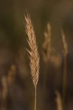 familia Poaceae. Соплодие. Астраханская обл., Ахтубинский р-н, окр. горы Большое Богдо, полынно - злаковая степь. 19.07.2023.