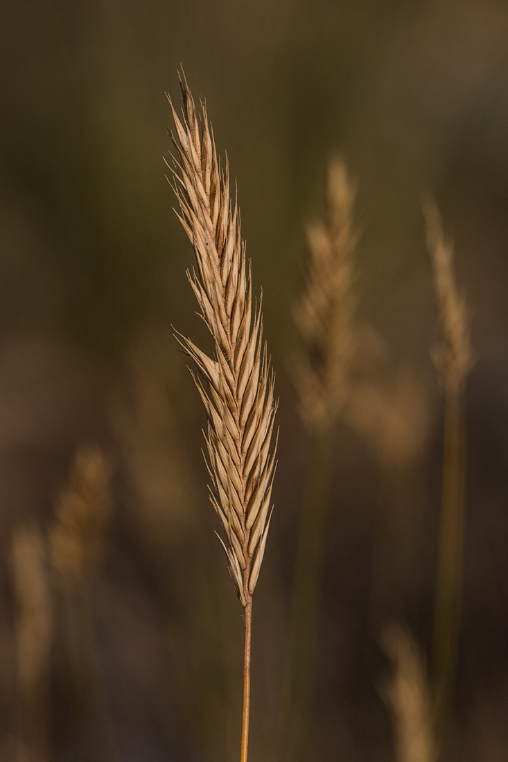 Изображение особи семейство Poaceae.