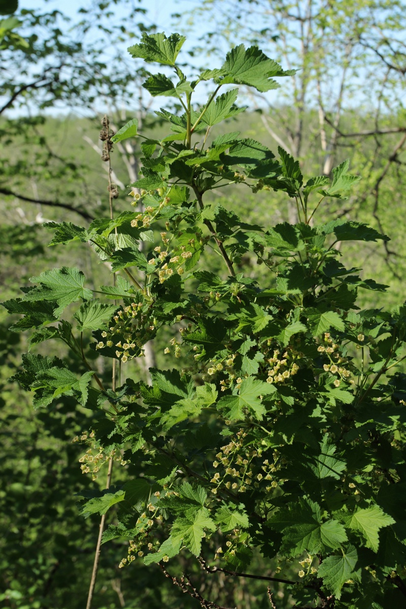 Изображение особи Ribes spicatum.