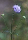 Knautia arvensis