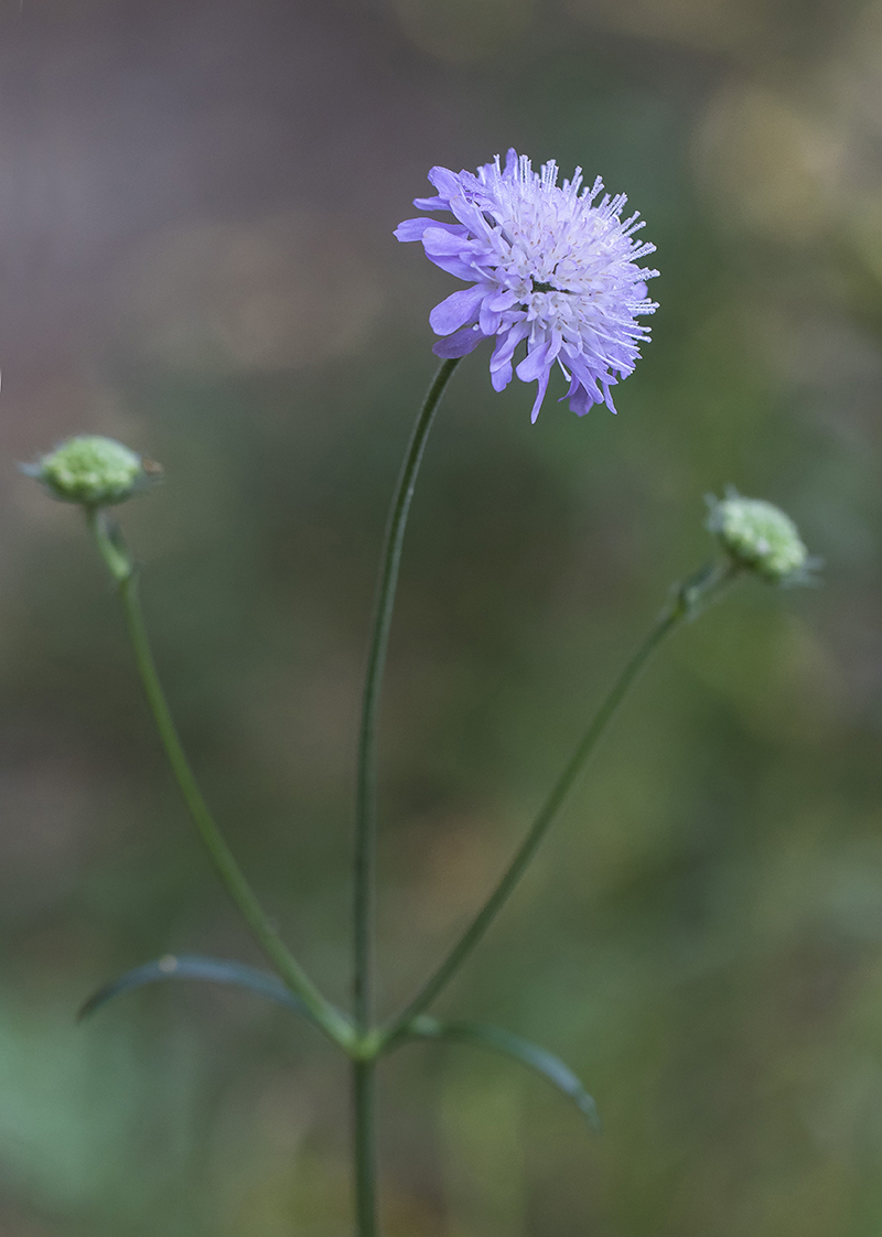 Image of Knautia arvensis specimen.