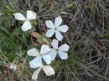 Dianthus ramosissimus