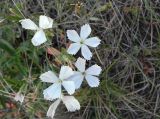 Dianthus ramosissimus