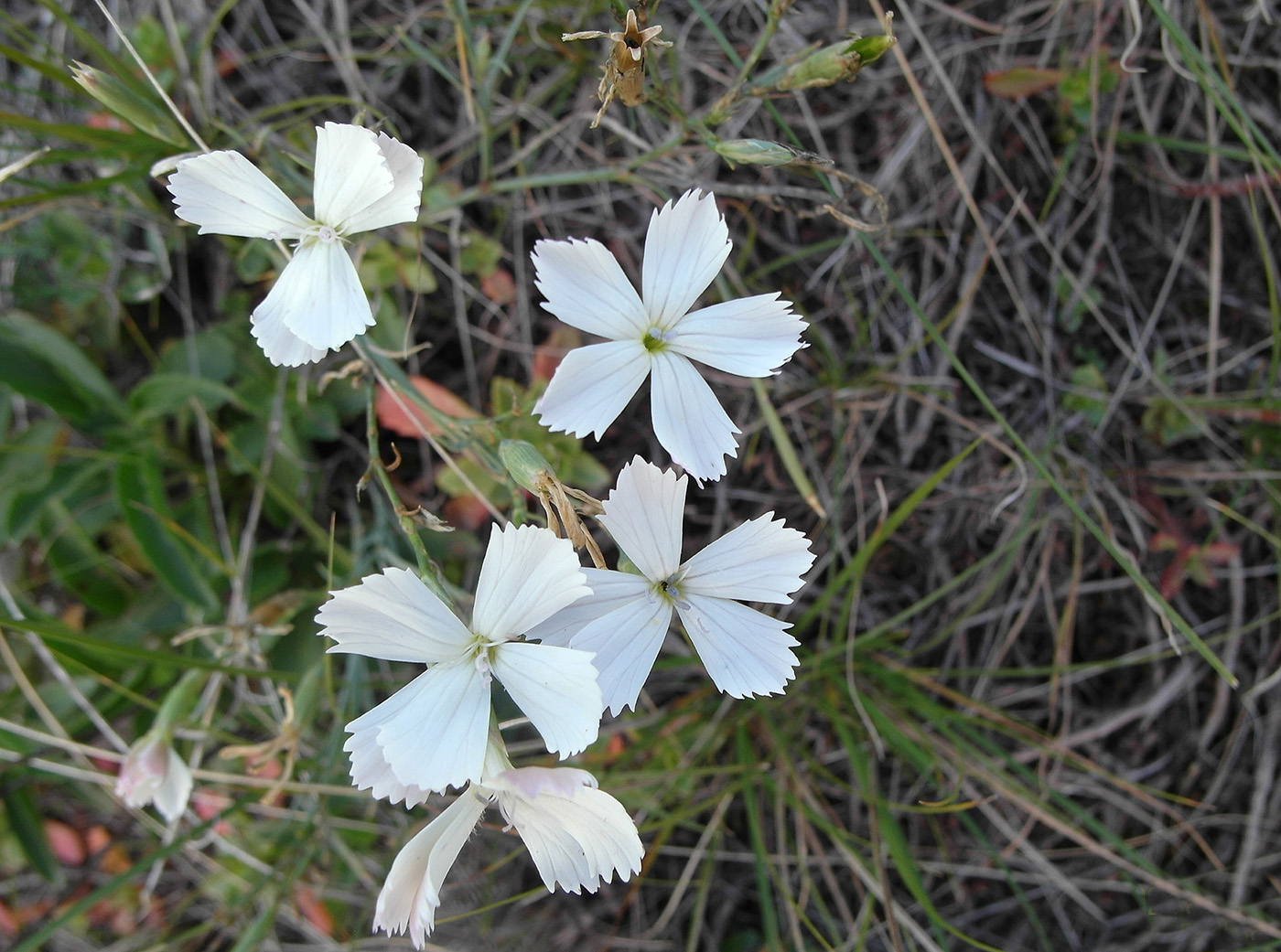 Изображение особи Dianthus ramosissimus.