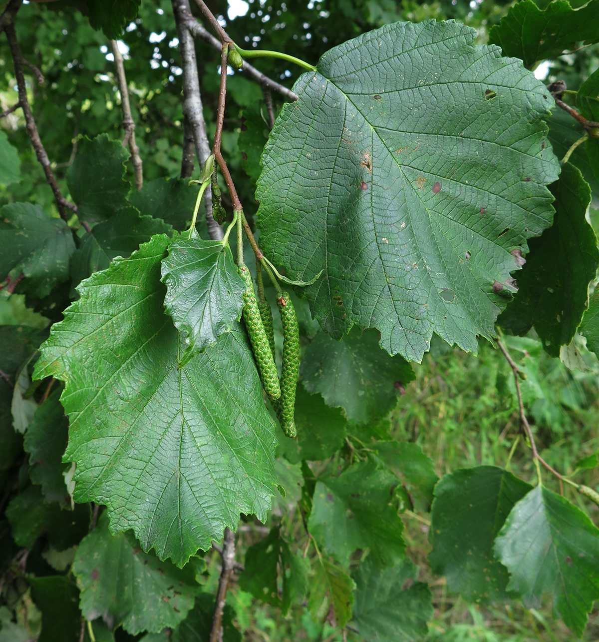 Изображение особи Alnus hirsuta.