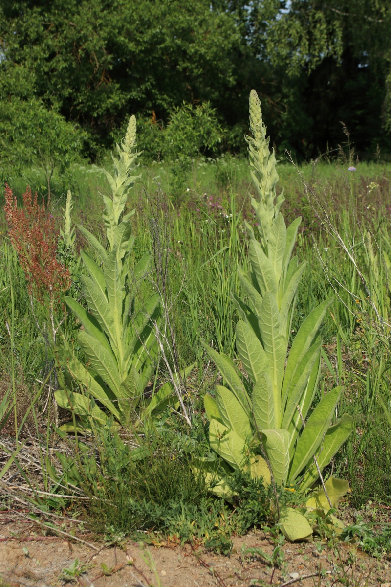 Image of Verbascum thapsus specimen.