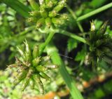 Oenanthe aquatica. Соплодия с незрелыми плодами. Ярославская обл., Некоузский р-н, р. Ильд. 23.07.2008.