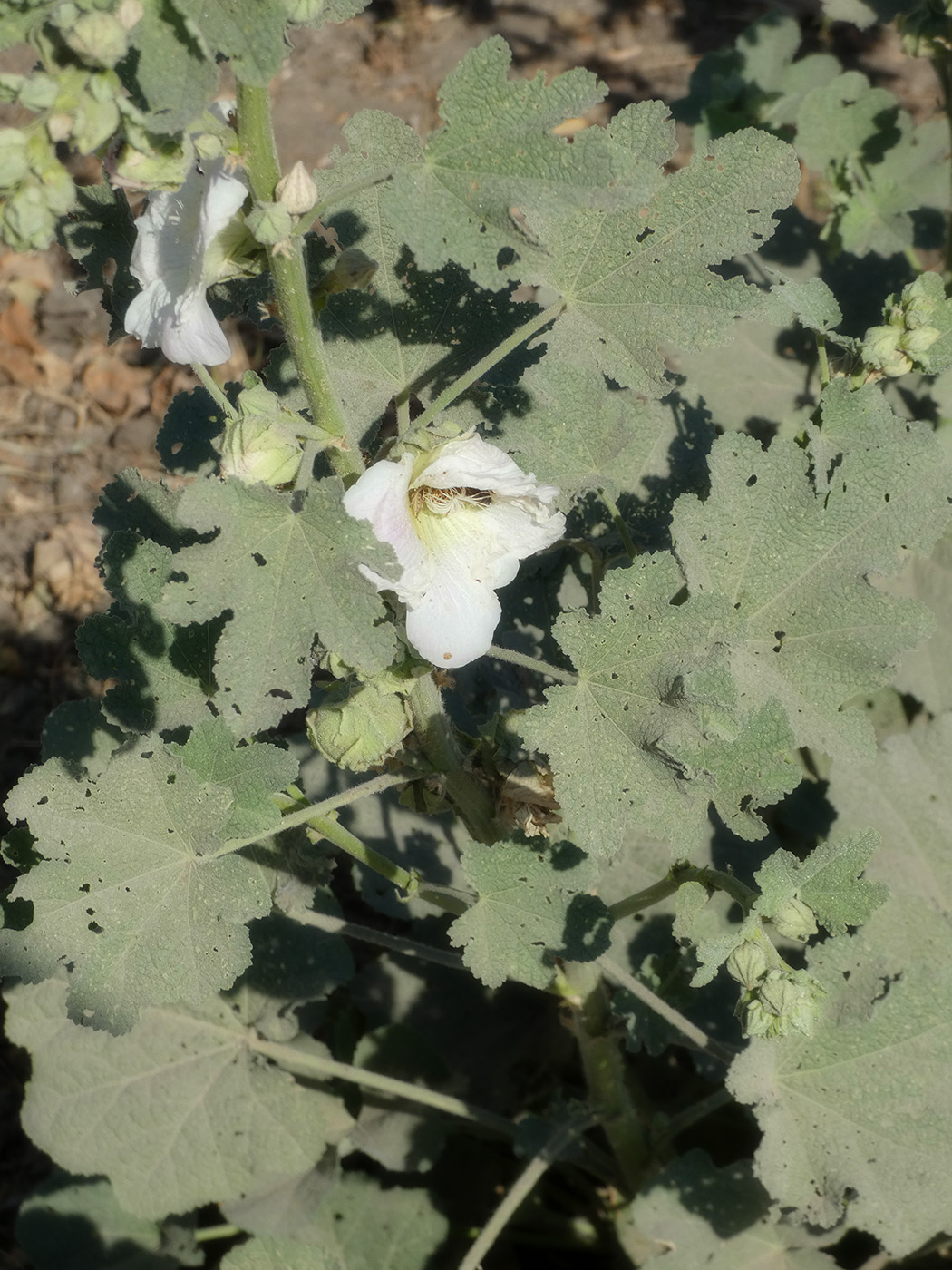 Изображение особи Alcea rosea.