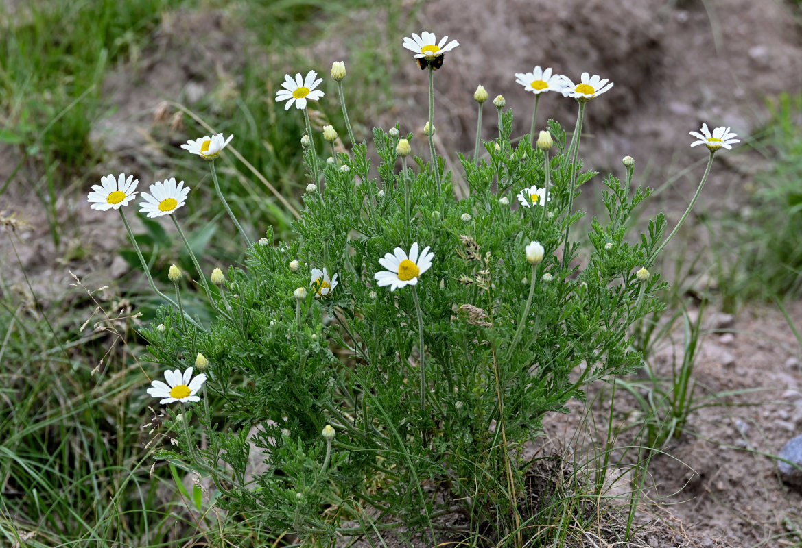 Image of Anthemis ruthenica specimen.