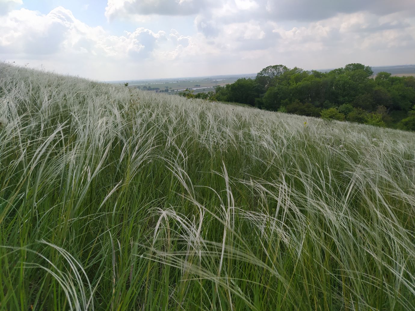 Image of Stipa zalesskii specimen.