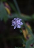 Astrantia trifida. Соцветие. Чечня, Шаройский р-н, бассейн р. Цесиахк, долина левого притока, луг. 10 августа 2023 г.