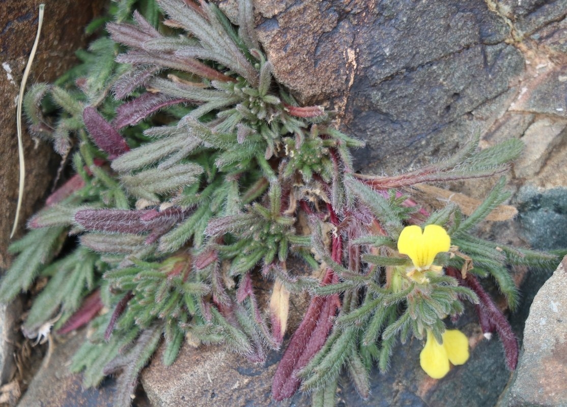Image of Ajuga chamaepitys specimen.