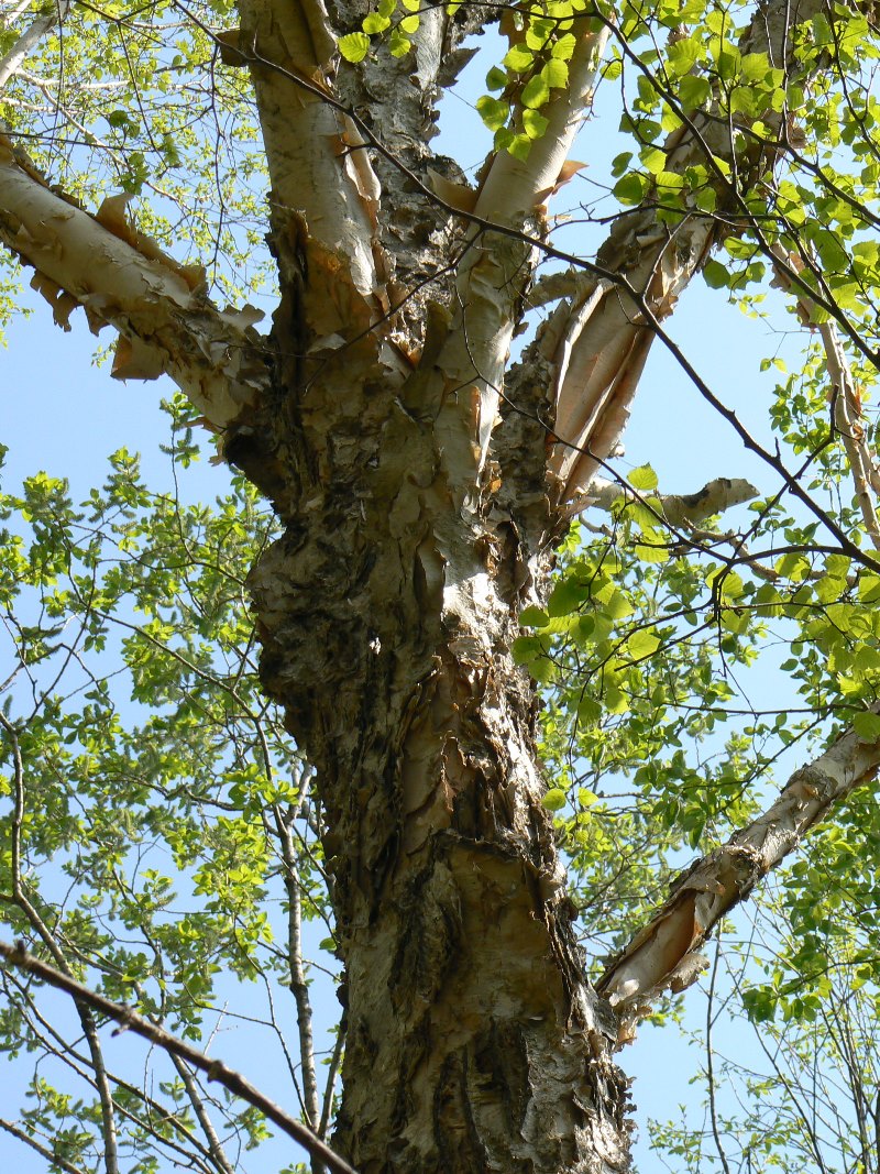 Изображение особи Betula costata.