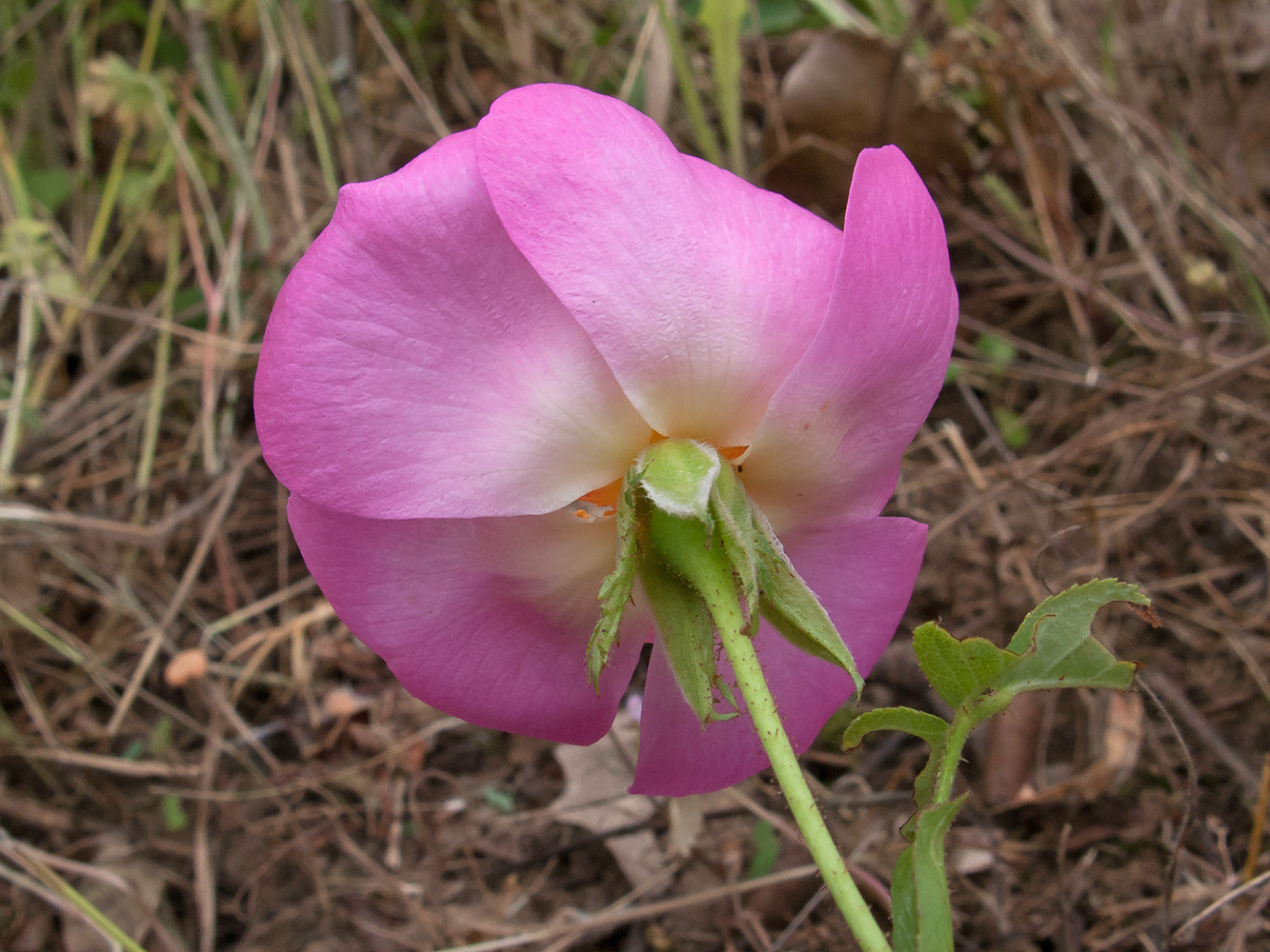 Image of Rosa gallica specimen.