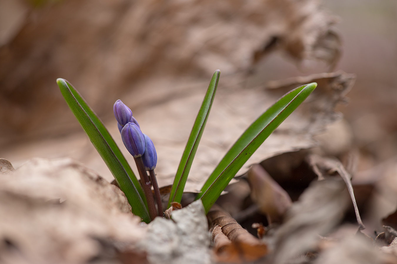 Image of Scilla bifolia specimen.