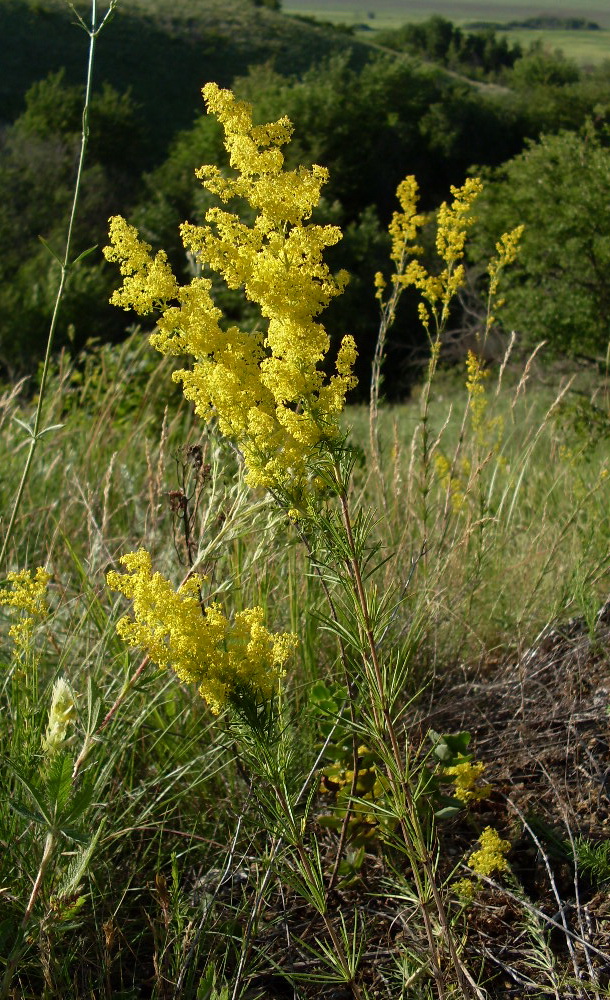 Изображение особи Galium verum.