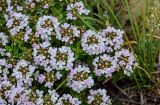 genus Thymus. Соцветия и верхушки побегов с бутонами. Армения, обл. Гегаркуник, берег оз. Севан, гора Артаниш, ≈ 2400 м н.у.м., каменистый участок лугового склона. 23.06.2022.