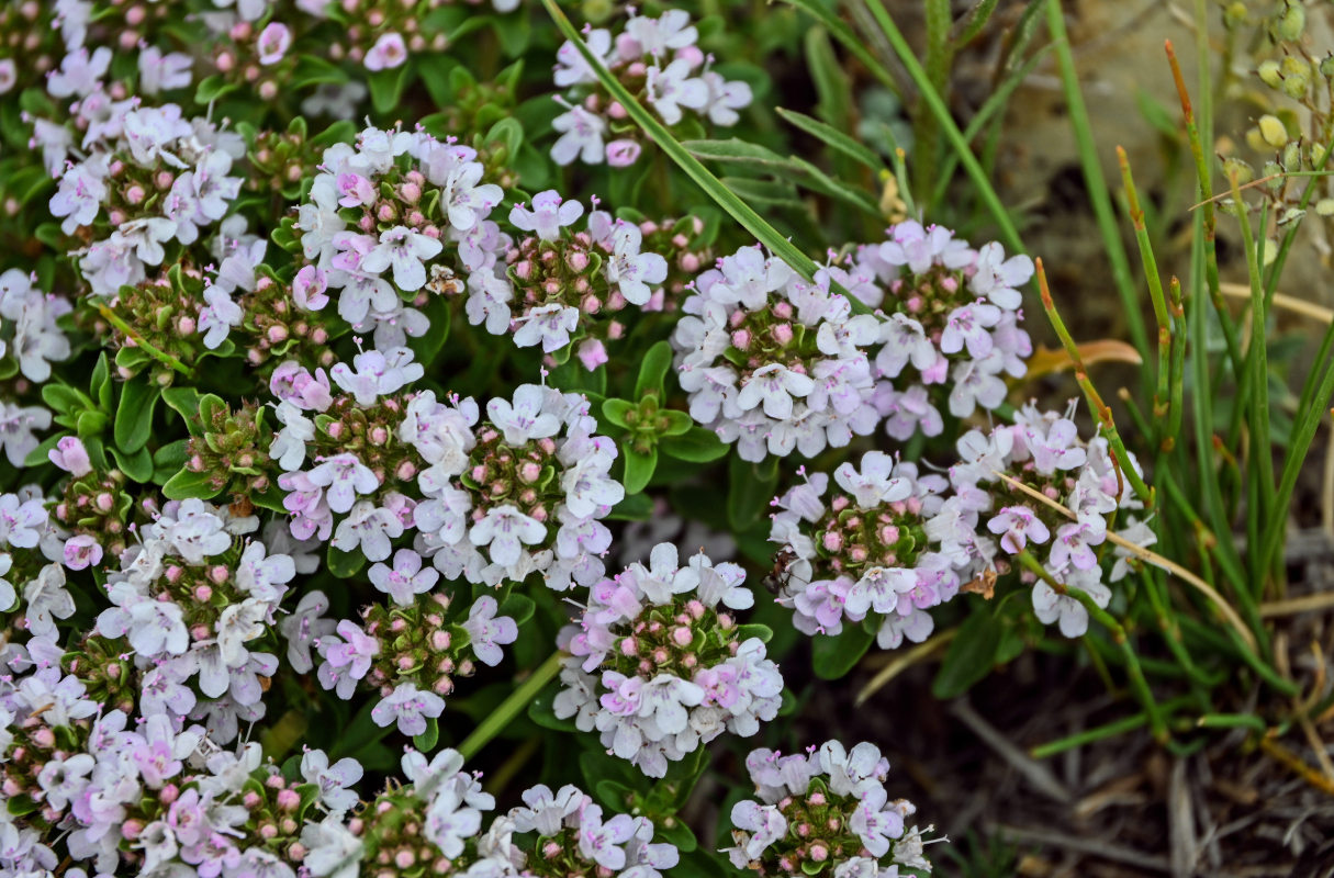 Изображение особи род Thymus.