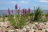 Lythrum salicaria. Цветущее растение (на заднем плане - Carex). Новгородская обл., геологический памятник \"Ильменский глинт\", окр. дер. Ретлё, берег оз. Ильмень, каменный (известняковый) пляж, зона заплеска. 25.07.2023.