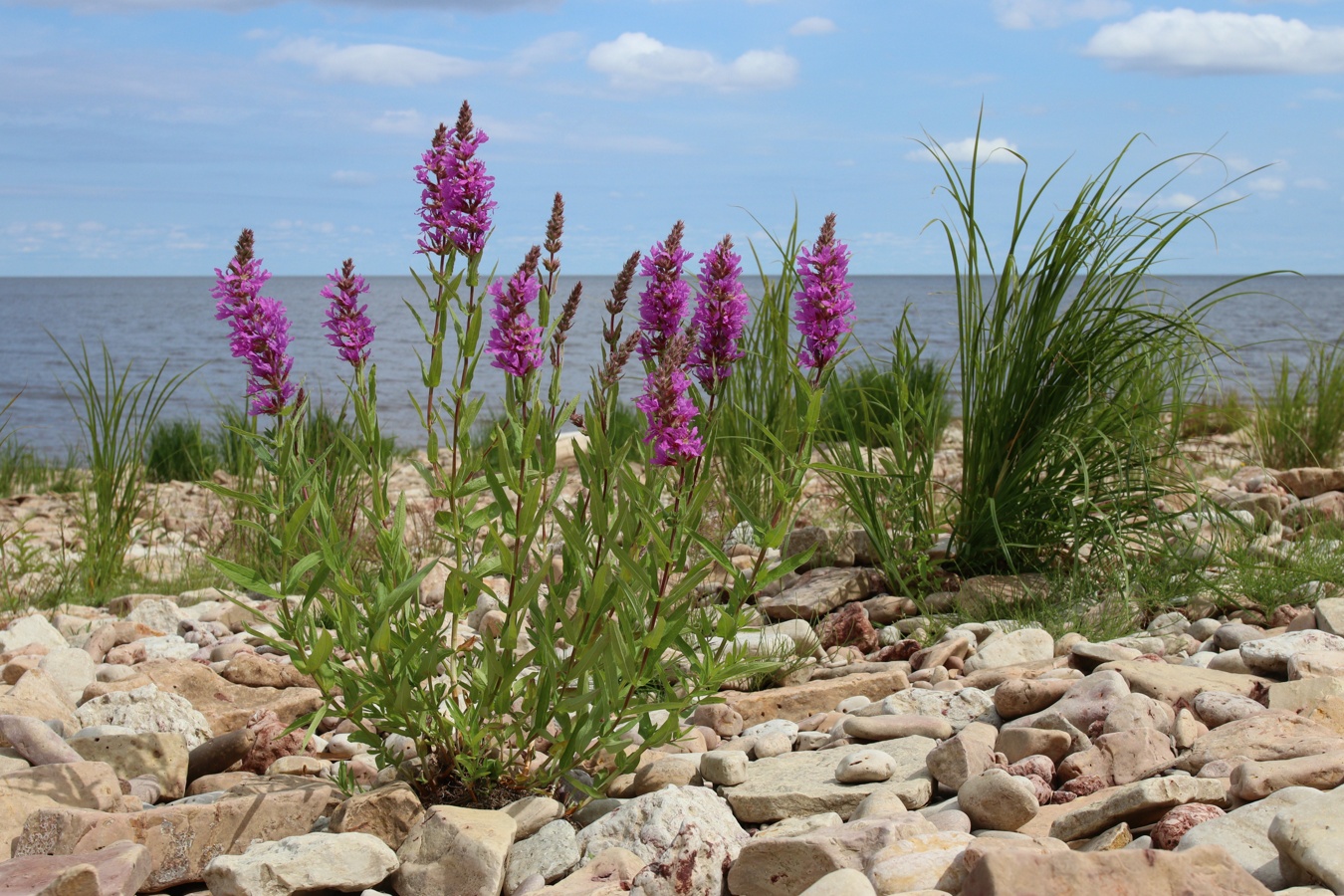 Image of Lythrum salicaria specimen.