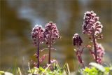 Petasites hybridus. Цветущие растения. Санкт-Петербург, Петергоф, Луговой парк, берег р. Шингарка, травянистый склон. 28.04.2024.