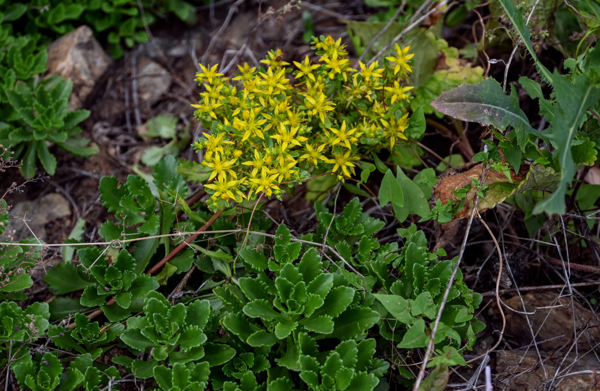 Изображение особи Aizopsis hybrida.