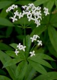 Galium odoratum