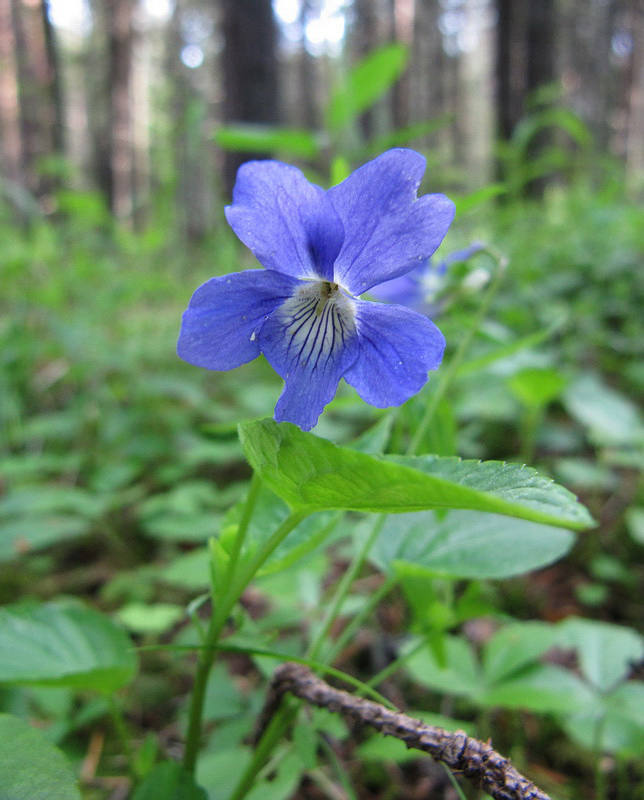 Image of Viola canina specimen.
