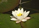 Nymphaea candida