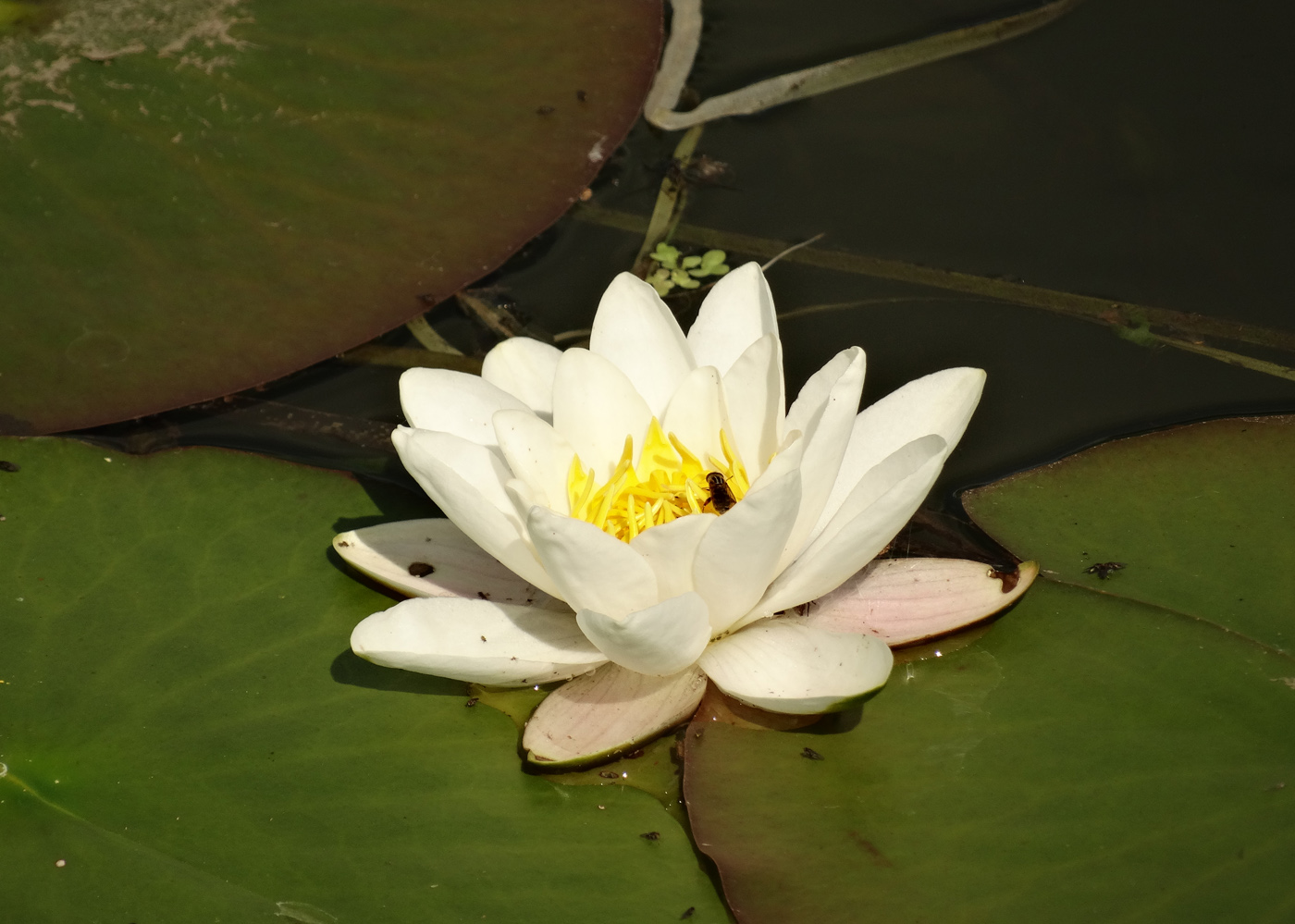 Image of Nymphaea candida specimen.
