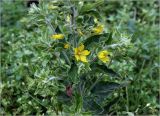 Lysimachia vulgaris. Цветущее растение. Московская обл., Раменский р-н, окр. дер. Хрипань, садовый участок. 17.06.2024.