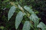 Reynoutria sachalinensis. Верхушка побега с соцветиями. Сахалин, г. Южно-Сахалинск, горнолыжный комплекс \"Горный воздух\", опушка смешанного леса. 25.08.2023.
