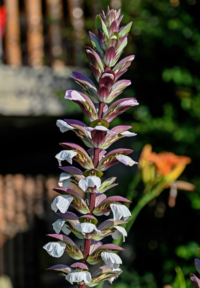 Изображение особи Acanthus mollis.